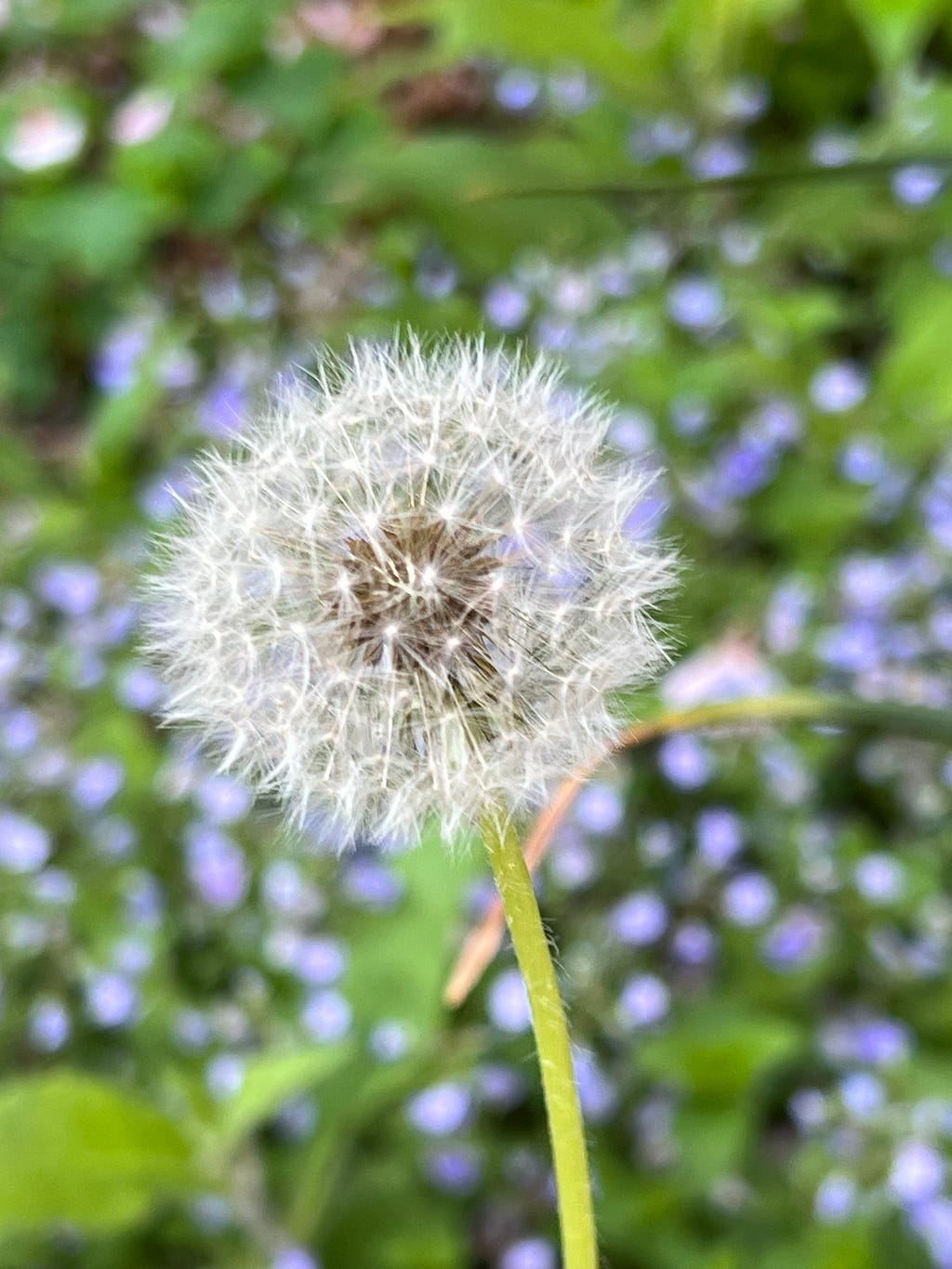 Photo of a perfectly spherical dandilion seedhead