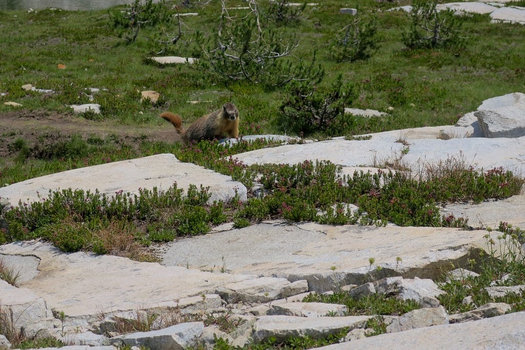 John Muir Trail JMT marmot by squaw lake