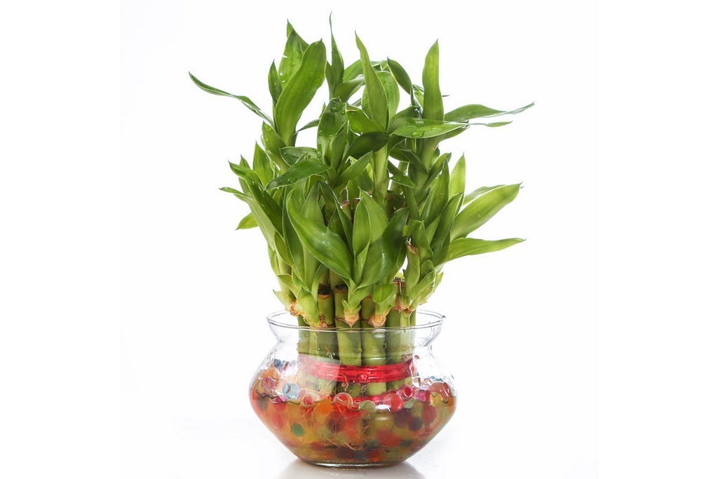 Lucky Bamboo Plant by Green Decor