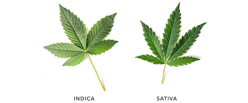 Sativa vs. Indica Effects