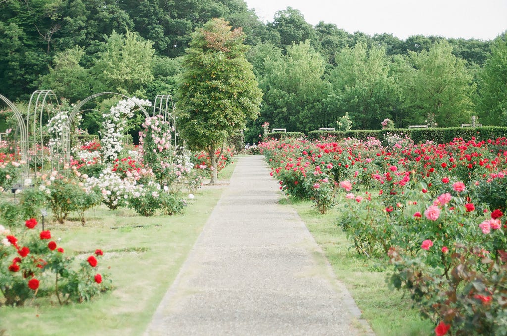 A path through a rose garden