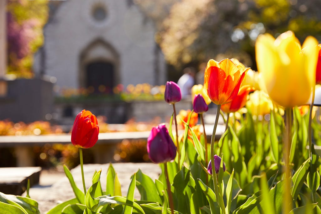 Tulips blooming outside of St. Joan of Arc Chapel on Marquette University’s campus.