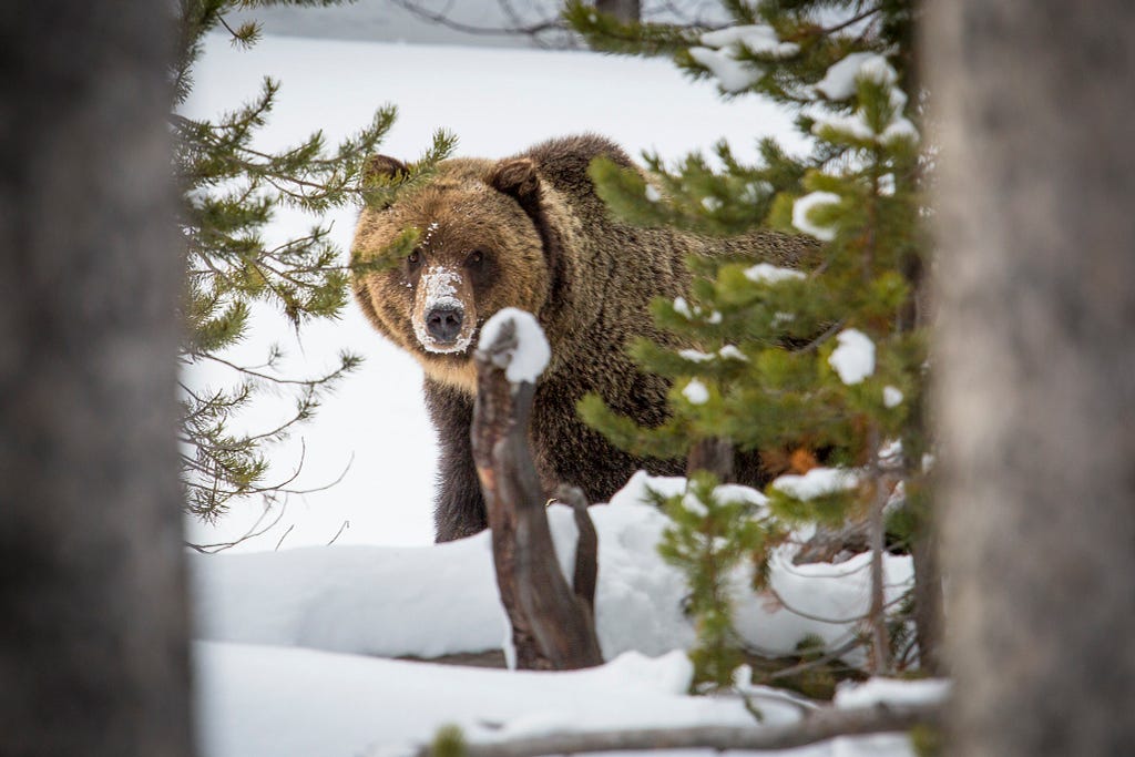 Grizzly bear in snow peaking out from behind pine trees