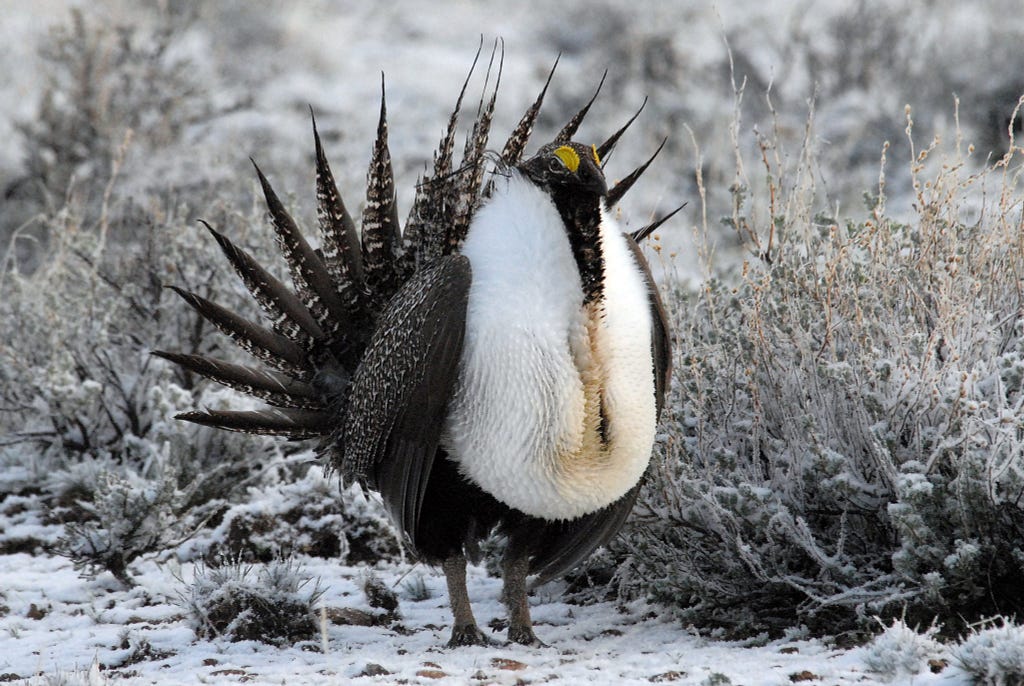 Greater sage-grouse standing in snowy sagebrush