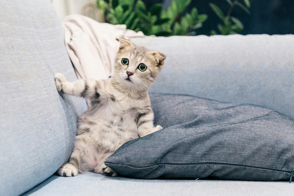 Kitten Socialization
