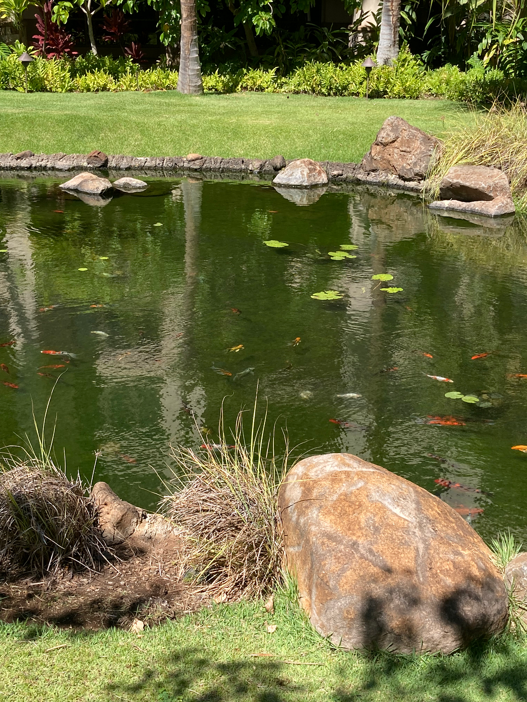 koi pond photo