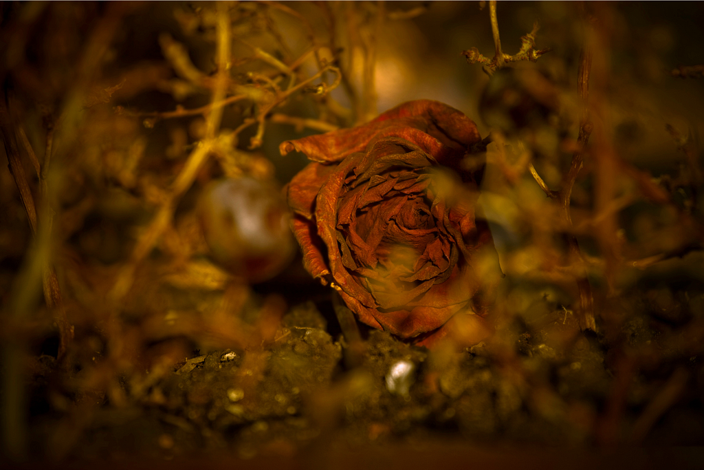A withered rose