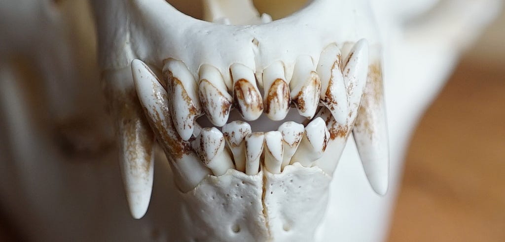 close up of black bear skull and front teeth