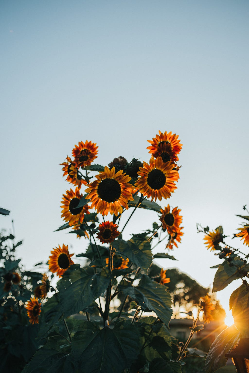 sunflowers with the sunset shining behind them