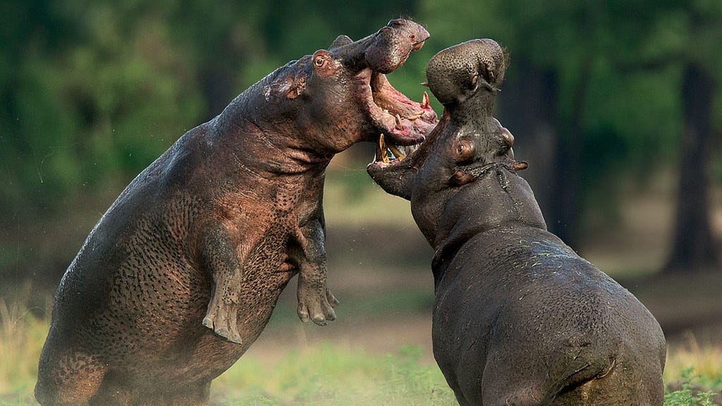 two hippos fighting