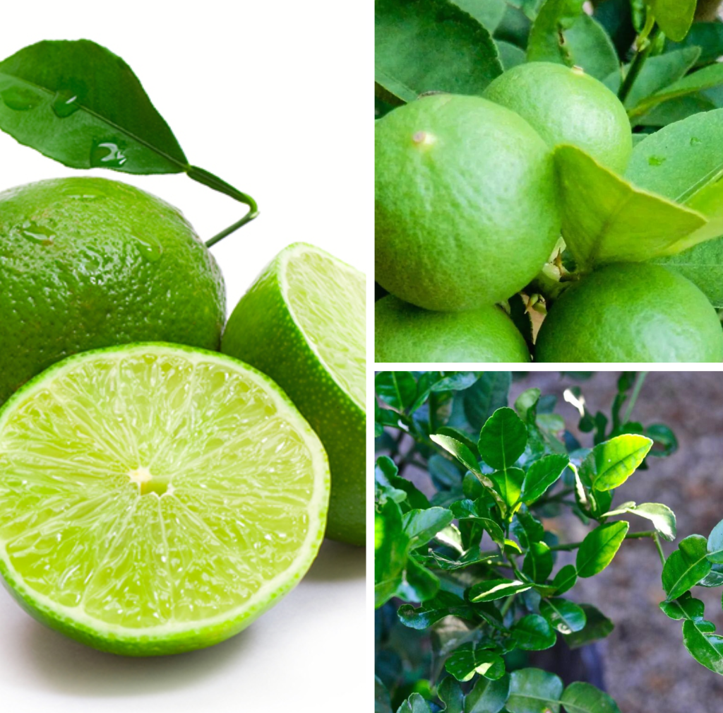 Thai Lime (Manao)