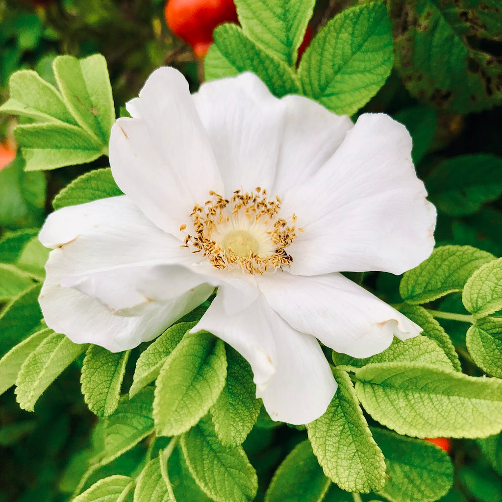 An image of a variety of rose grown for its large rosehip fruits. Its petals are white, framed by a background of green leaves and red rosehips.