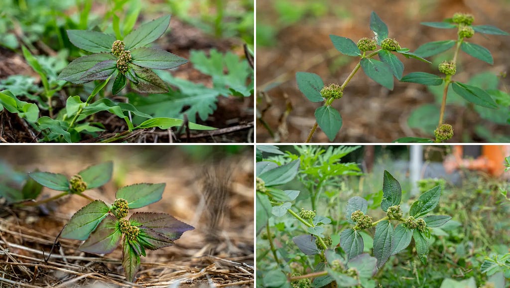 Euphorbia hirta images at NaturePicStock