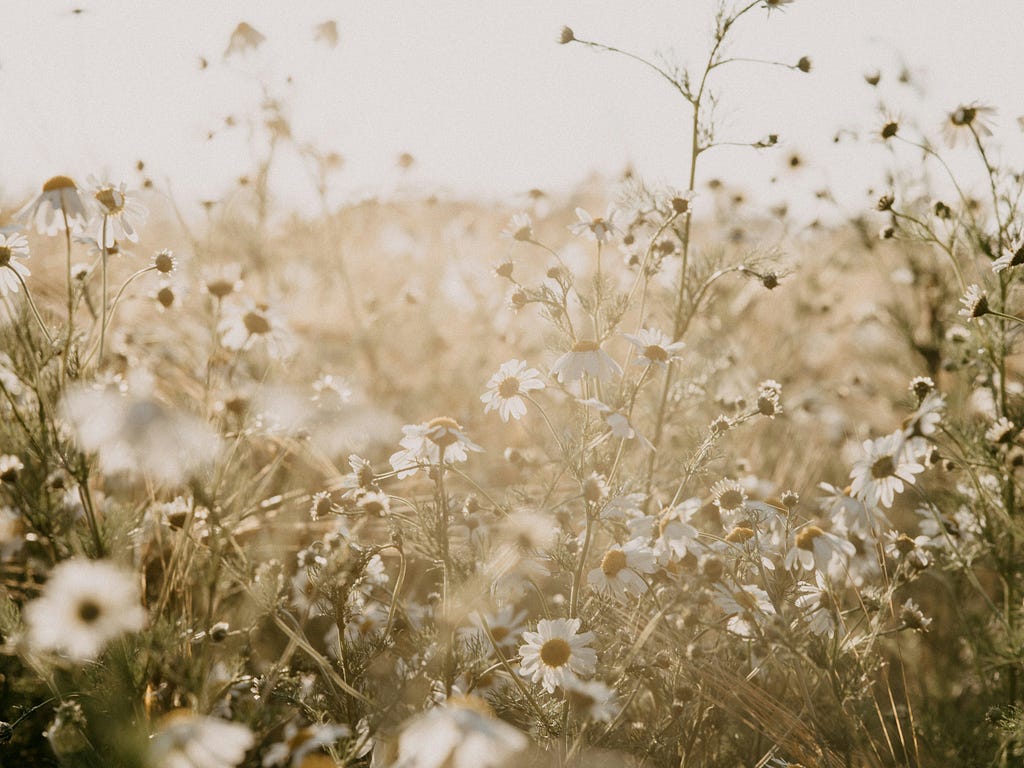 white wildflowers in a field, bright hazy sunshine shines down on them