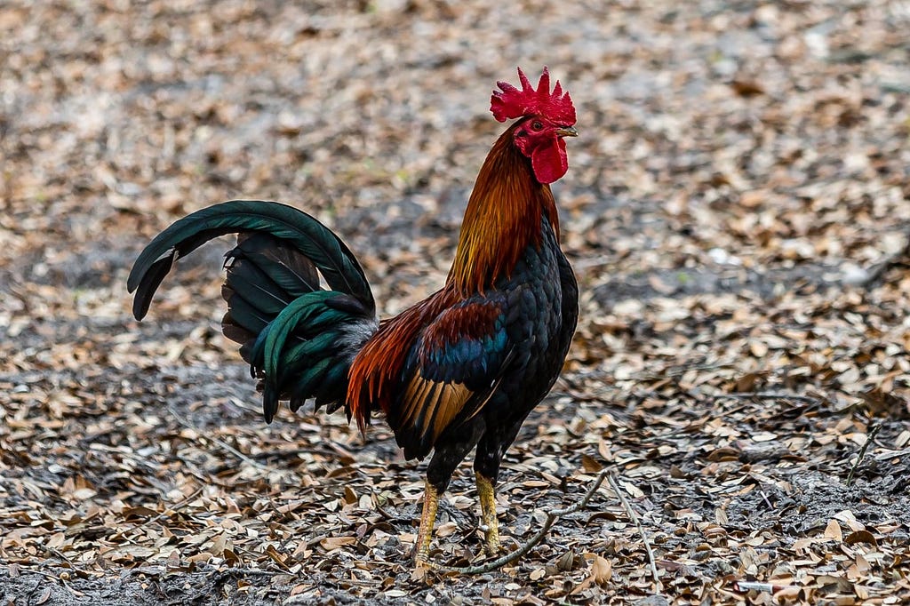 A Cockerel standing alone. Facing to the right of the picture. The caption reads “This is by far the safest picture when we came across when searching for cock pics online and the only one would we could post. The internet really is a cesspool. (Paul Harrison, pexals.com).”