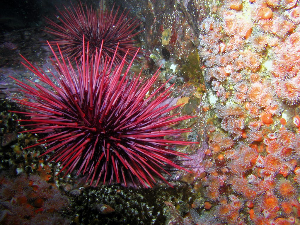A purplish sea urchin has long, bright red spikes, and sits next to a rock covered in orange sea anemones.