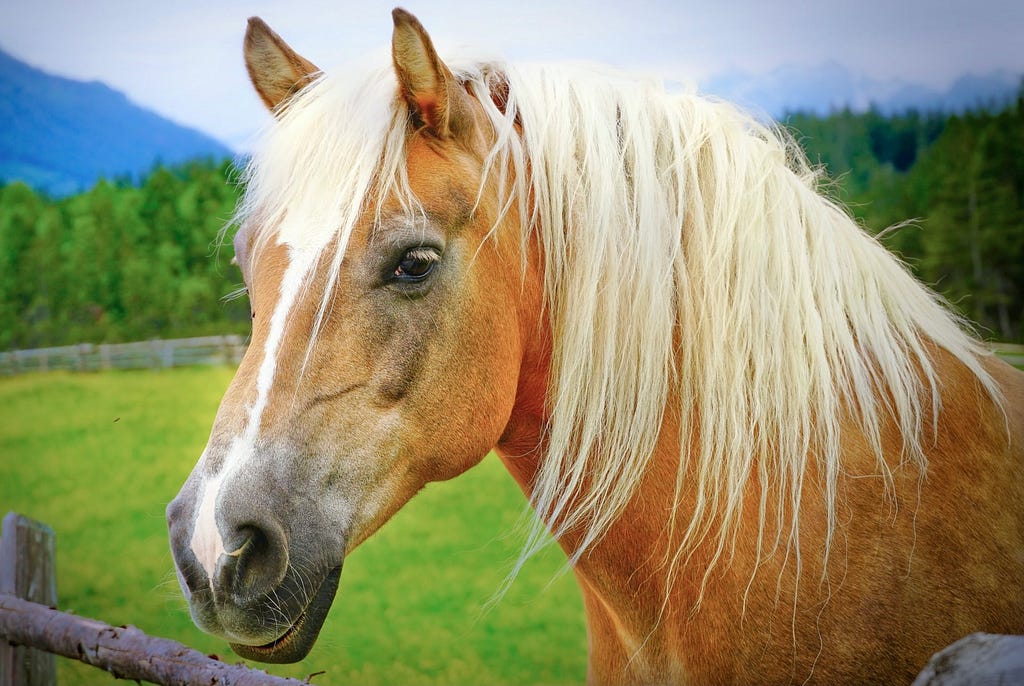 Misty the equine therapist