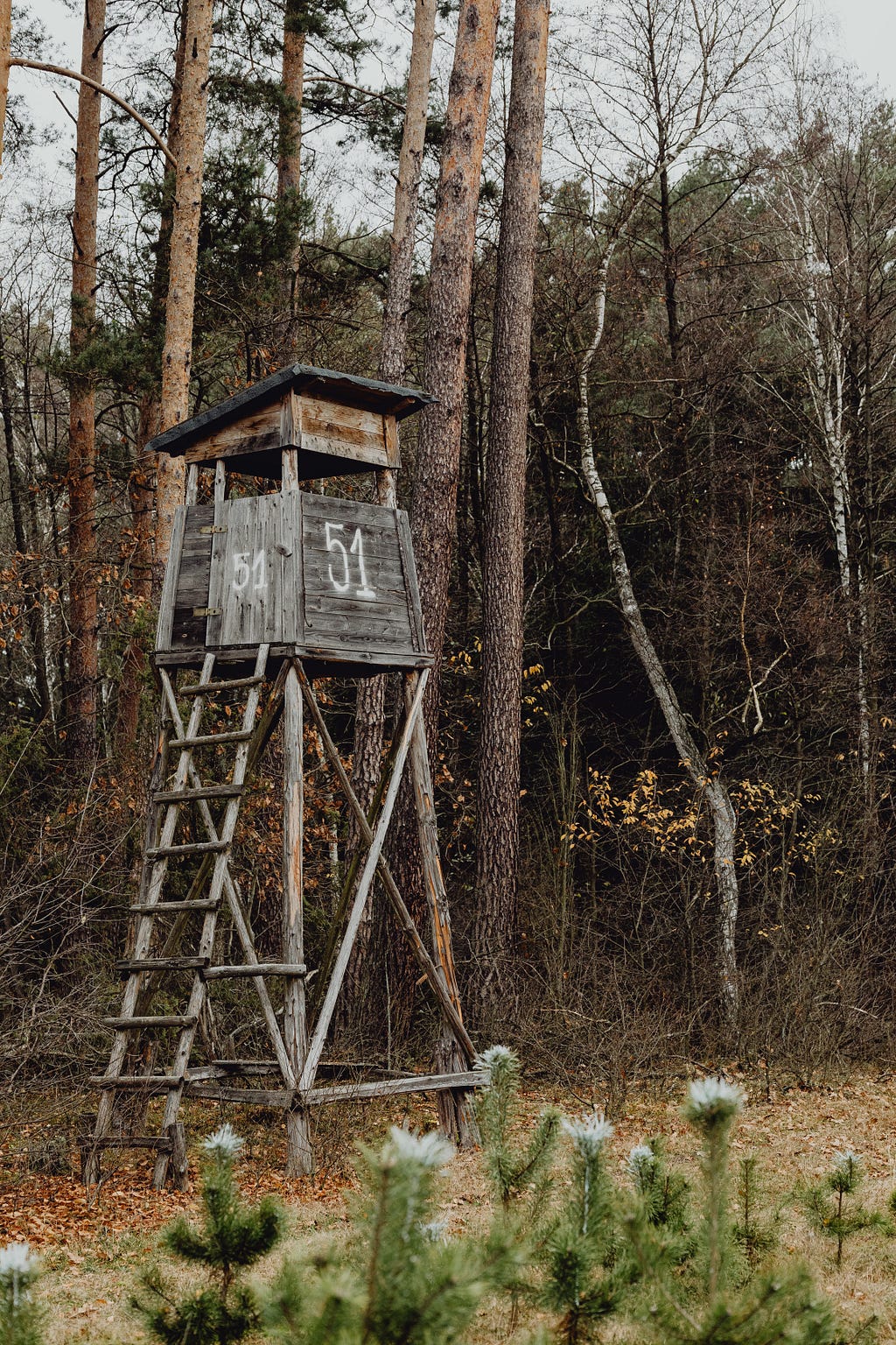 Deer camp 51 — one of many across the country. Source: Pexels — Karolina Grabowska.