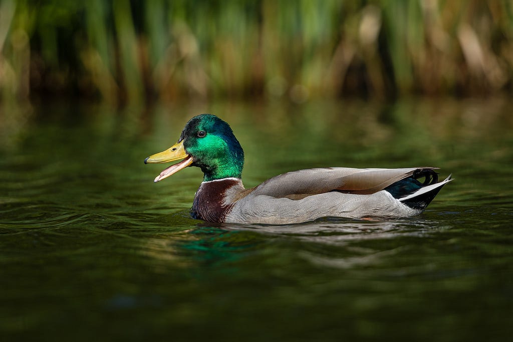 A beautiful mallard duck on a pristine pond.