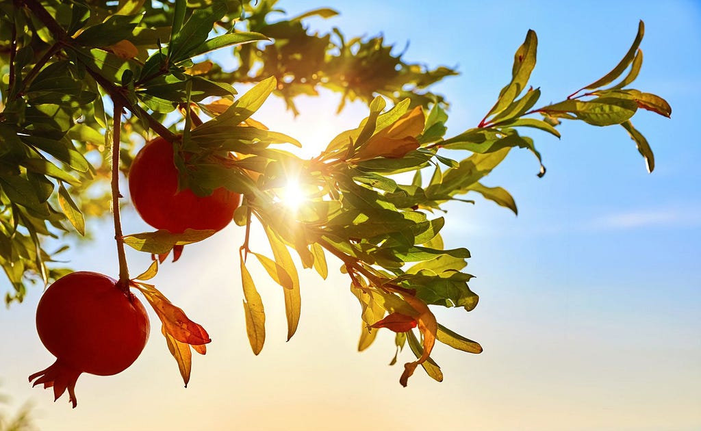 Pomegranates growing on a tree, with the sun and sky in the background.