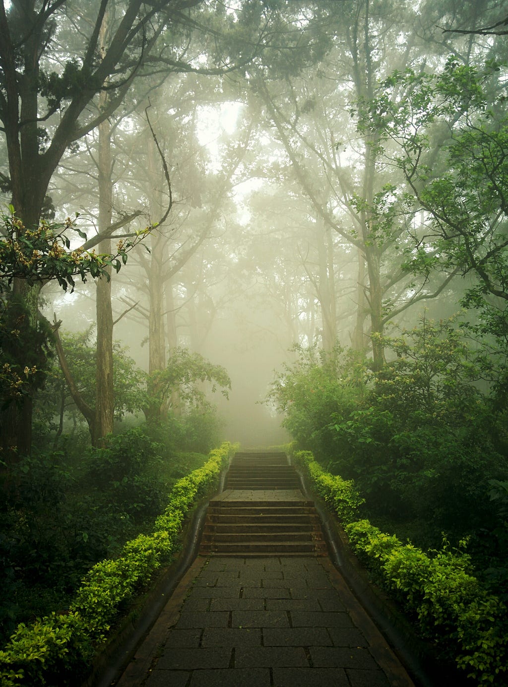 Picture of a paved path in a foggy forest