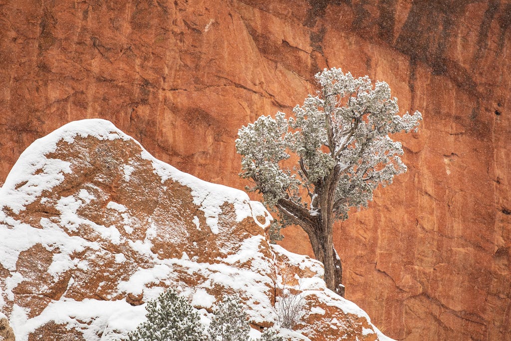 A tree against red rocks in a snowstorm.
