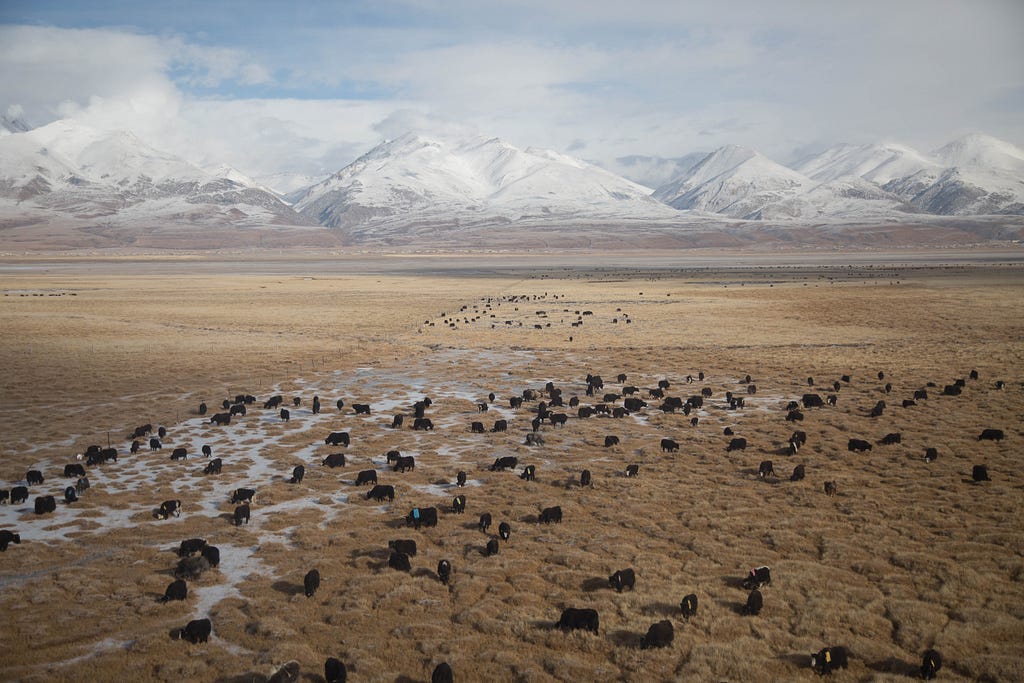 Livestock grazing in a Tibetan field, China (Photo by Yuriy Rzhemovskiy, Unsplash licence)