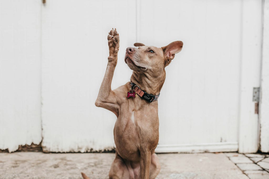 Dog with hand up as if asking a question