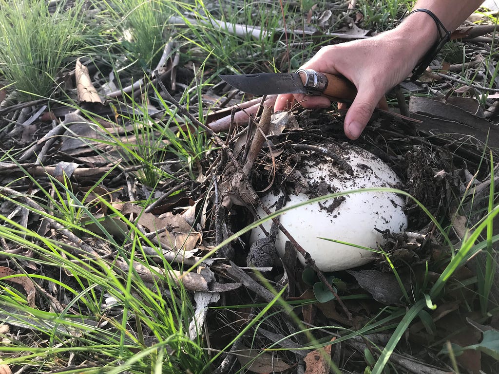 Finding a wild mushroom among the grasses