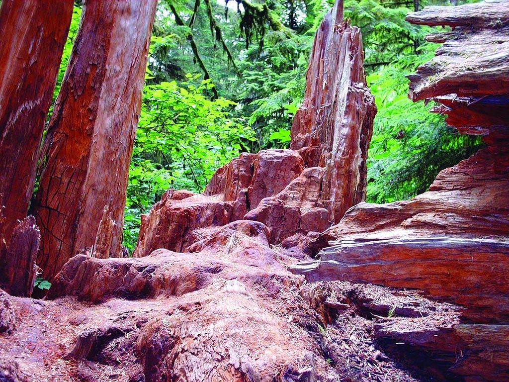 The city of termites. Walbran Valley, Vancouver Island.