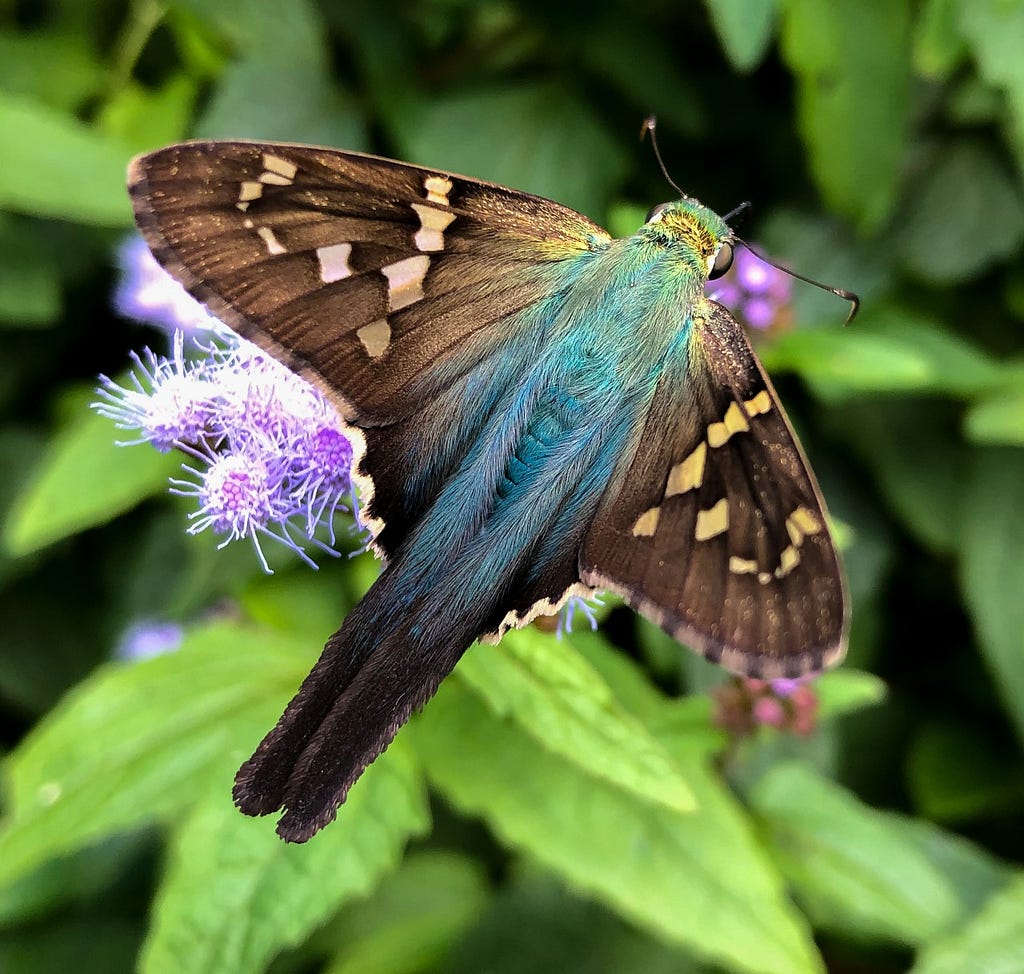 Long-tailed skipper (Urbanus proteus) is a relatively large, easily-recognized skipper because of the presence of two long (one-half inch) tails extending from the hindwings.