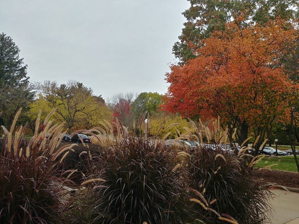 Purple/red prairie grass in the foreground with yellow, orange, red, and green trees in the background.