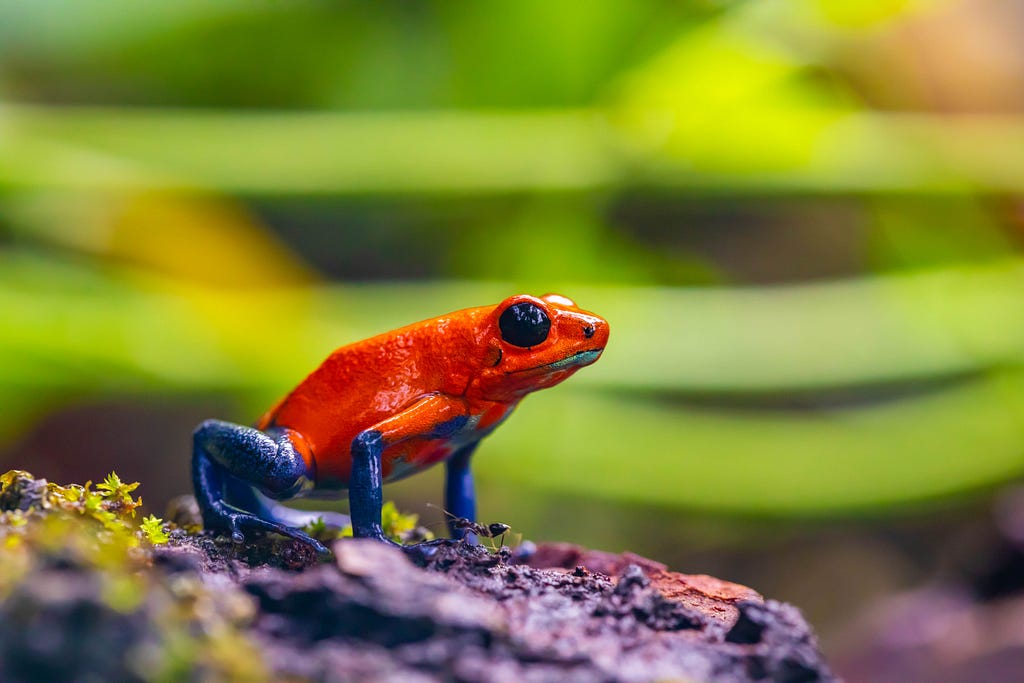 Figure 4. Selective Focus Photo of Red and Blue Frog on Ground. Photo by Diego Madrigal from Pexels