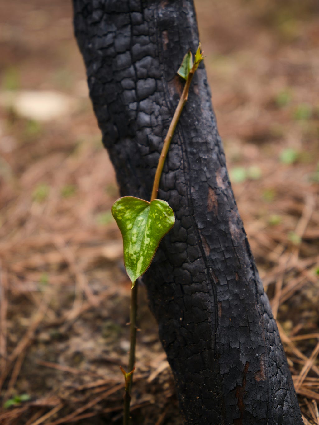 A new leaf against a charred tree