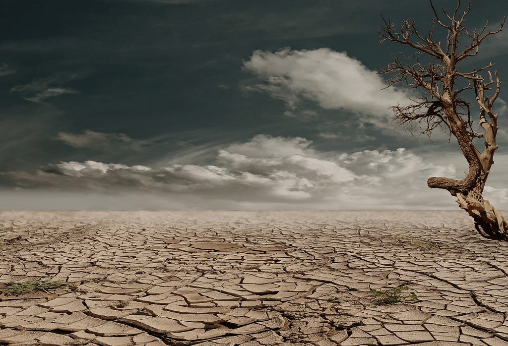 Parched land with a dead tree