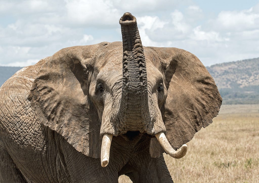 Beautiful elephant waving its trunk on the Kenyan plains. Photo by David Clode on Unsplash