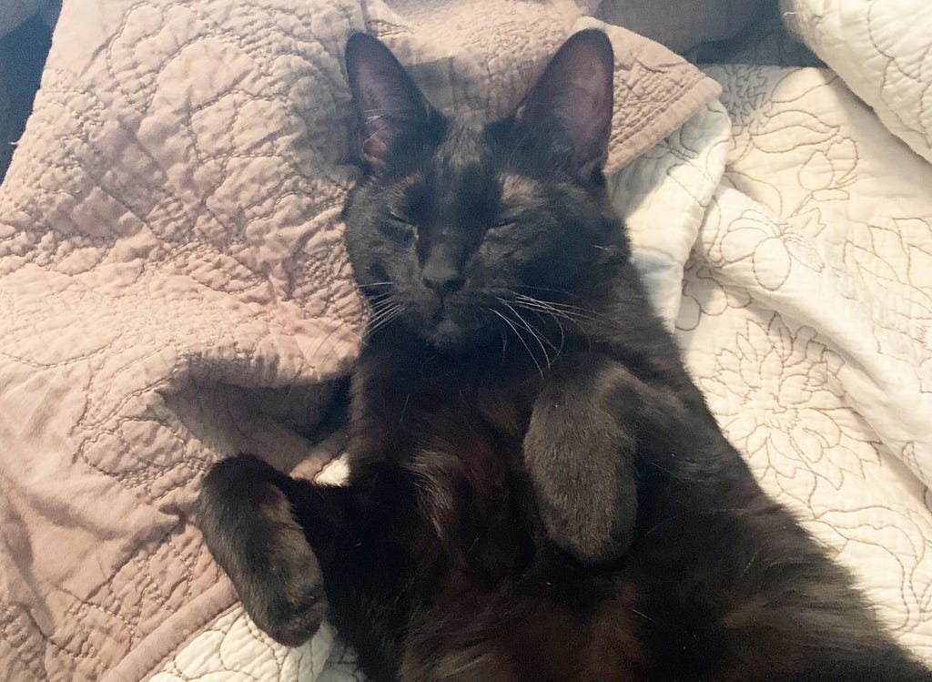 Anna’s black cat, Onyx, snoozy peacefully on a blanket. It is impossible to debate the cuteness of this image or ALT text.