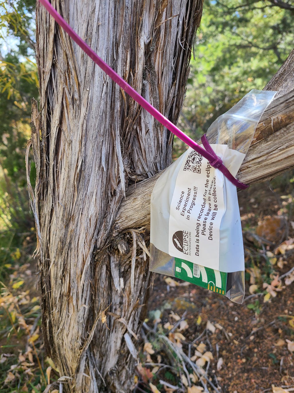 An AudioMoth recording device in a plastic bag secured to a tree.