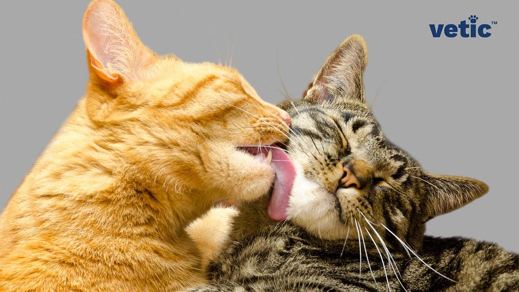 The image features two domestic cats engaged in social grooming, commonly known as allogrooming. The orange cat is using its tongue to lick the head of the grey striped cat, which appears to be enjoying the gesture. This behavior is a sign of affection and bonding among felines and is interesting as it showcases their social nature. The background is a neutral grey color, and there’s a logo with the text “vetic” in the upper right corner, indicating that this image may be associated with a brand