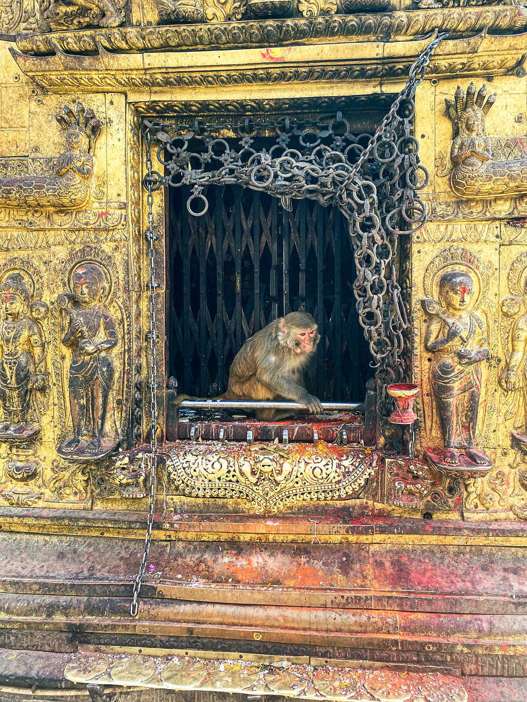 A holy monkey of Swayambhunath Stupa- Photo by Author