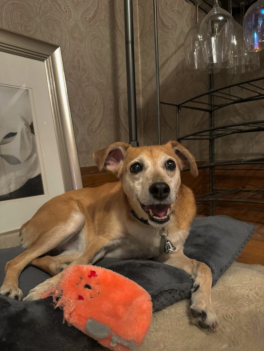 Luna smiling on her dog bed in the dining room