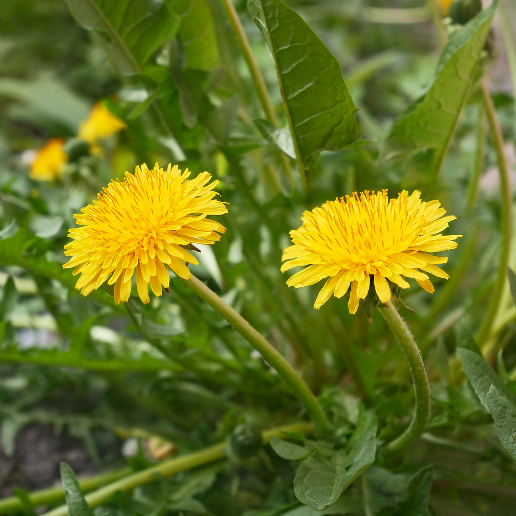 Bright yellow dandelion (Taraxacum officinale) flowers surrounded by jagged green leaves.