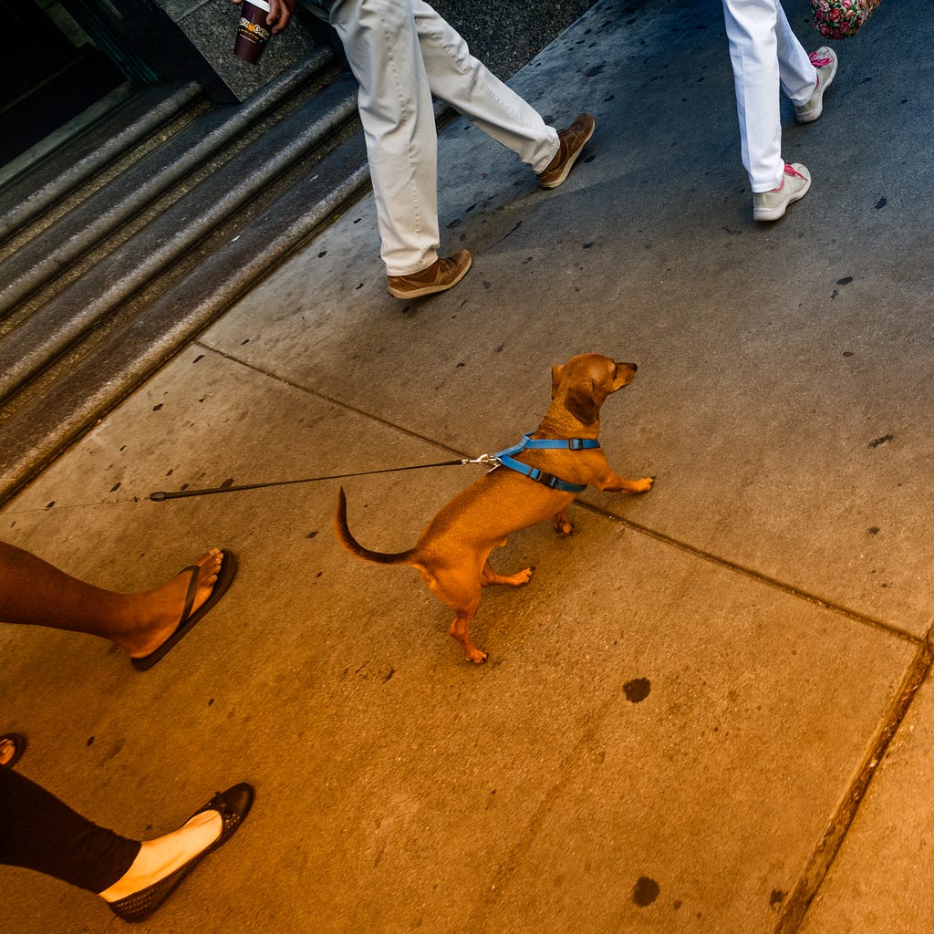 A confident dog marches down a sidewalk with a group of people walking along side of him.