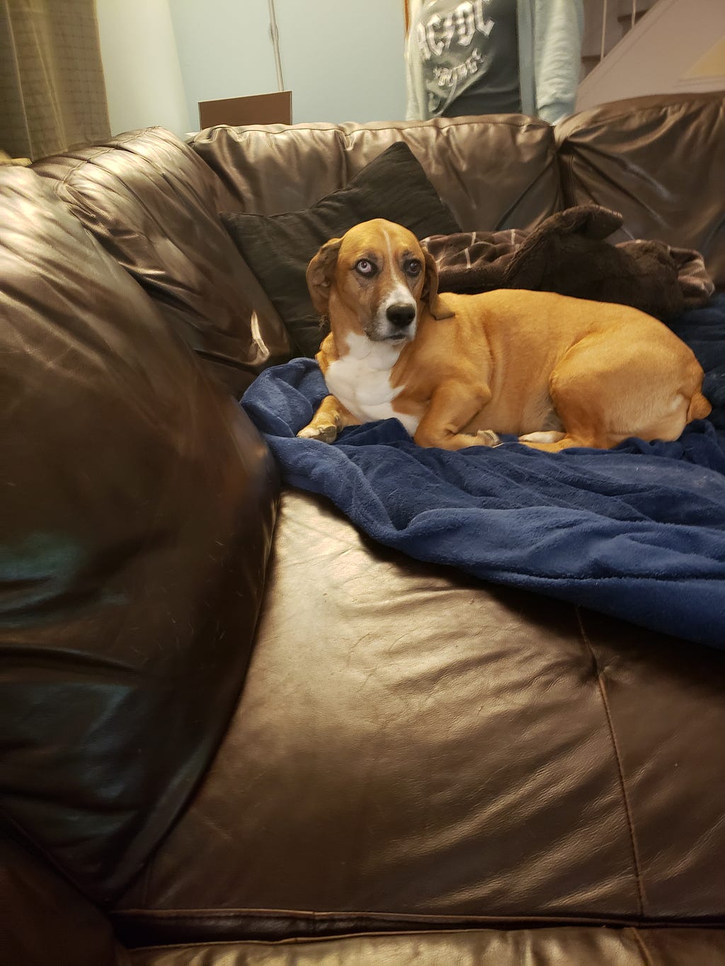 A dog laying on a couch