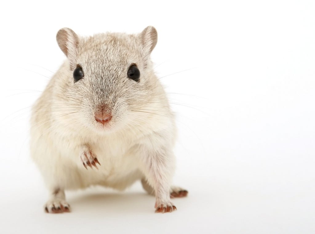 A white Mouse, named Mica