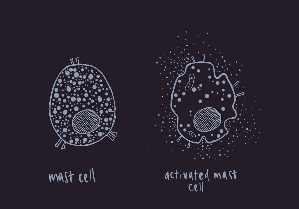 Drawn out diagram of a mast cell and an activated mast cell.