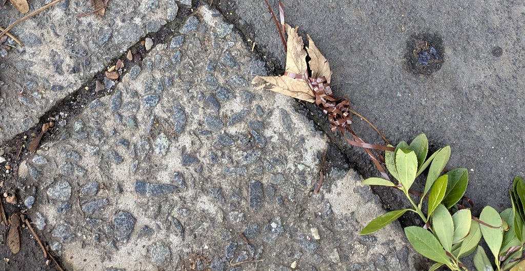A closeup of a tarmac pavement with a curb stone. The focus is a stretched out and tangled piece of audio tape, which runs through the whole frame first entangled in a dead leaf, then in a small branch with green leaves.