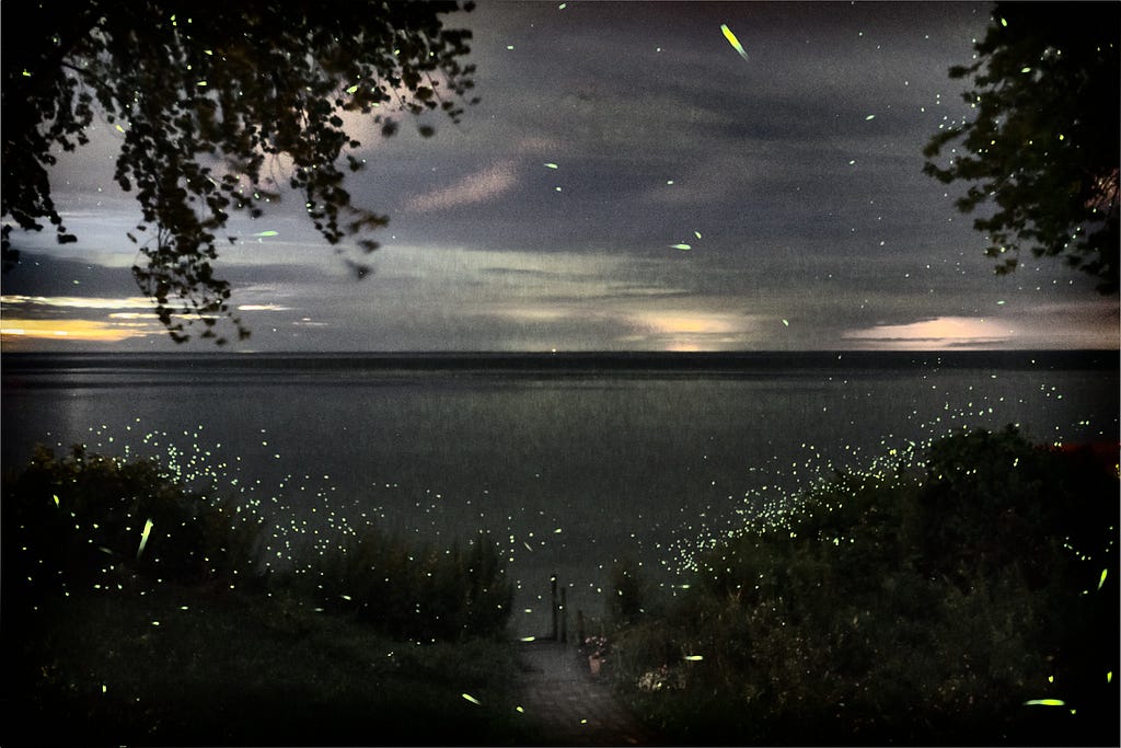 Night sky, Lake Ontario, fireflies in the wild shrubbery