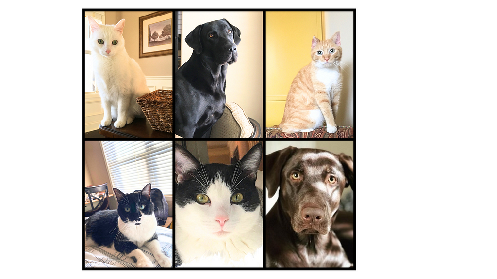 A collage of six family pets, shown in the order they joined the household. Top row, from left to right, features Haywood, a white cat with piercing green eyes; Meadow, a black Labrador with a noble stance; and Mira, a ginger tabby cat with a gentle gaze. The bottom row, from left to right, presents Marlo, a black and white tuxedo cat with a relaxed demeanor; Paxton, another tuxedo cat with a bold, black and white pattern; and Gus, a chocolate Labrador with soulful, expressive eyes.