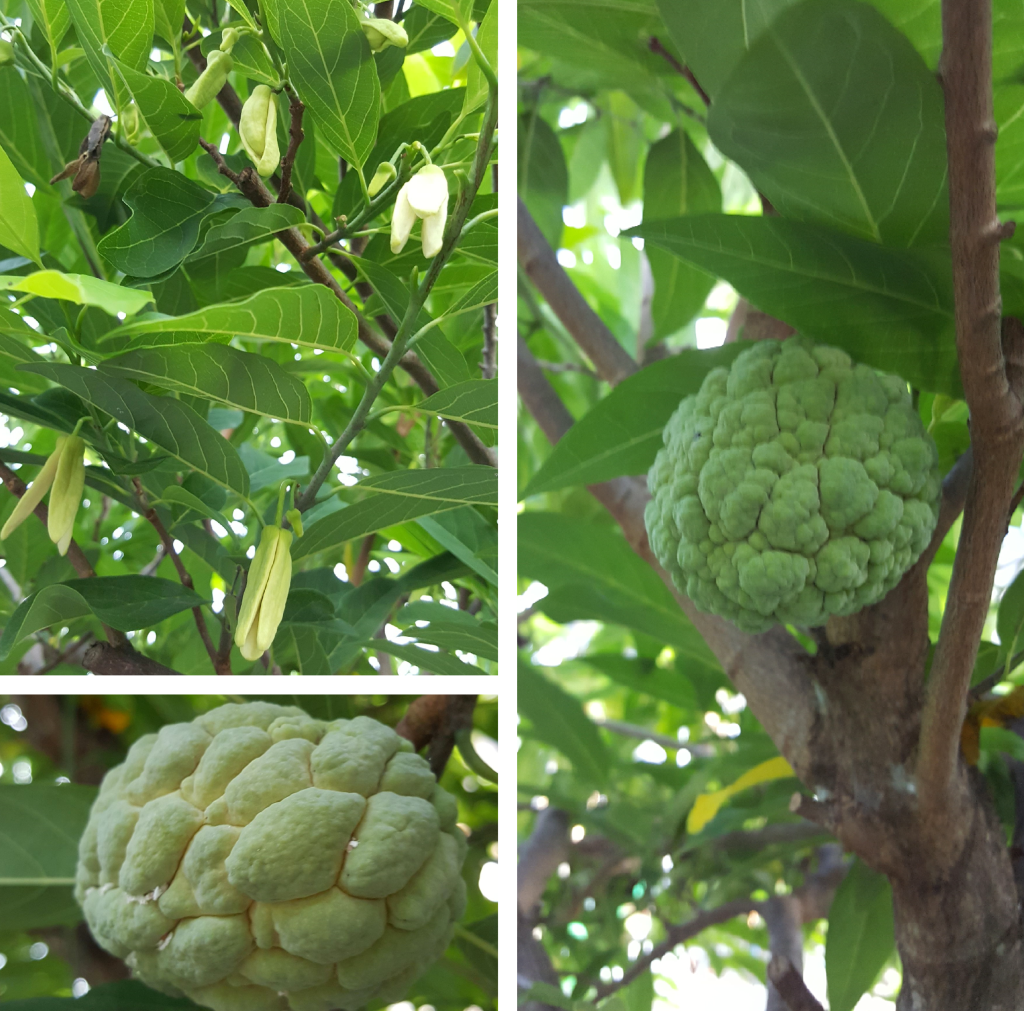 Custard apple — น้อยหน่า (nói nàa) — Annona squamosa